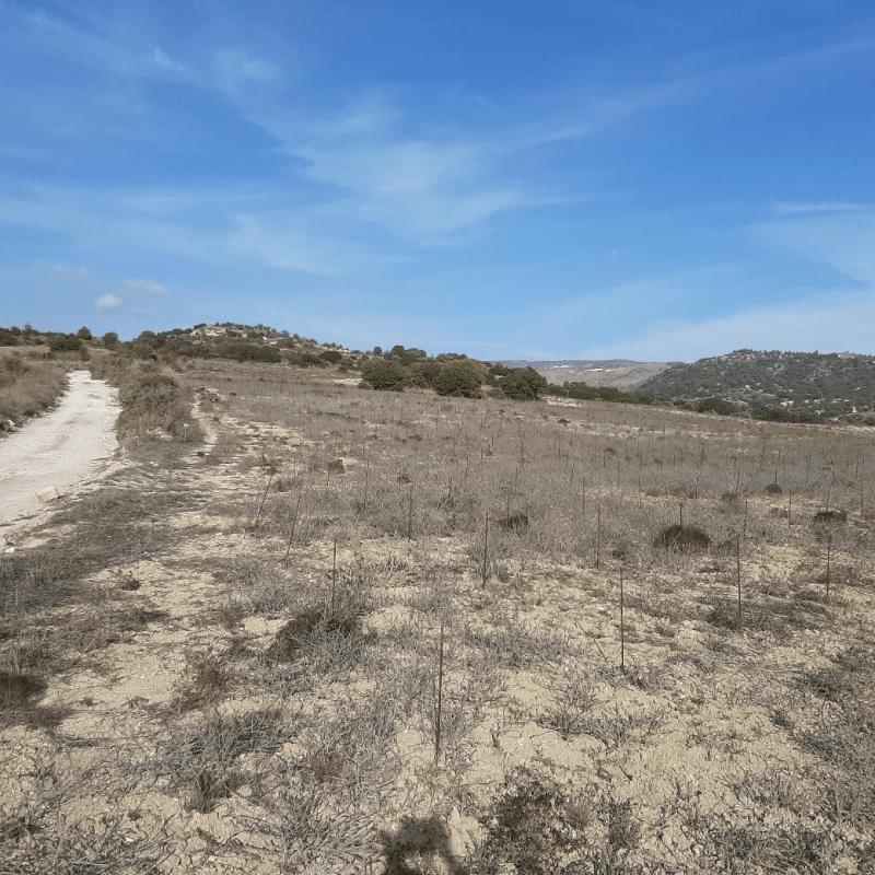 The Graz Amargeti Survey Project,&nbsp;2025